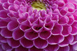 Dahlia-Hybride, Ball-Dahlie