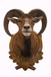 Mufflon