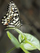 Mariposa en Paris