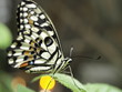 Mariposa en Paris