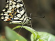 Mariposa en Paris