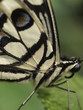 Mariposa en Paris
