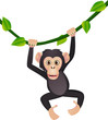 Cute chimpanzee Cute chimpanzee