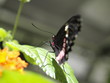 Mariposa en Paris