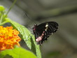 Mariposa en Paris