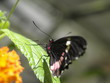 Mariposa en Paris