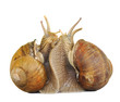 snail in love