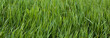 panoramic view to vivid green grass