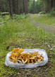 Chanterelle season Chanterelle season