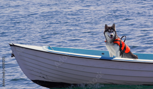 Foto: Animal Insurance Animal Insurance