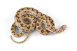 Dwarf beaked snake on white Dwarf beaked snake on white