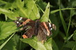 abgeflogener Admiral - Vanessa atalanta