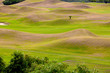 golf place with nice green