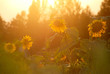 Sunflowers on a sunset