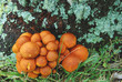 Mushrooms