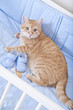Photo: Cat prepared for the birth of a child Cat prepared for the birth of a child