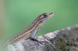 Anolis auratus (Polychrotidae sauria) Anolis auratus (Polychrotidae sauria)