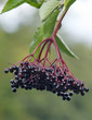 Photo en ligne au meilleur prix Elderberry