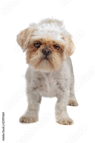 Shih+tzu+mixed+with+pekingese