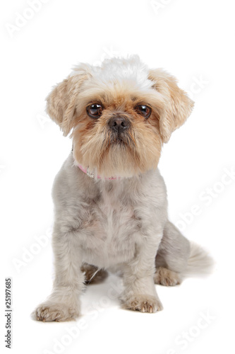 Shih+tzu+mixed+with+pekingese