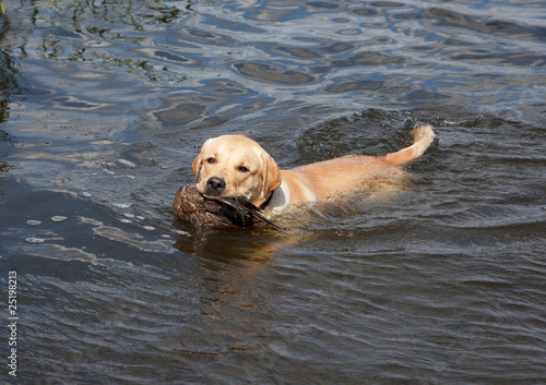 Photo: Hunting labrador retriever portrait with duck Hunting labrador retriever portrait with duck