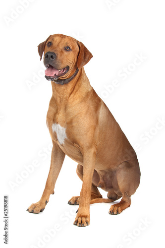 Photo: Rhodesian Ridgeback dog isolated on a white background Rhodesian Ridgeback dog isolated on a white background