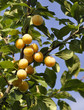 Jolies mirabelles sur l'arbre Jolies mirabelles sur l'arbre