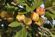 La mirabelle, jolie et délicieuse prune dorée de l'Est