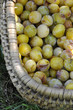 Mirabelles dans un panier d'osier