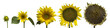 sunflower generations isolated on white sunflower generations isolated on white