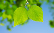 Two green leafes in sunny day Two green leafes in sunny day