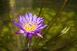 Bunte Blume