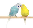 Pair of Budgerigars