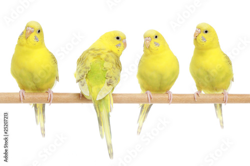 Photo: Four yellow budgie on branch Four yellow budgie on branch