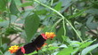 black and pink butterfly on a flower