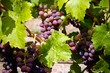 Grappes de raisins au soleil Grappes de raisins au soleil