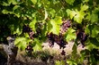 Vignoble, vigne et puis vin Vignoble, vigne et puis vin