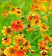 Bumble-bee flying