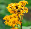 Bumble-bee on a flower