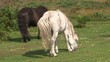 Grazing white and black horse in Dartmoor Devon UK Grazing white and black horse in Dartmoor Devon UK