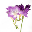freesia
