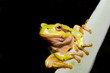 Green Tree Frog (Hyla arborea)