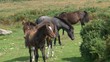 Wild horses grazing in Dartmoor Devon UK Wild horses grazing in Dartmoor Devon UK