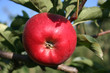 Belle pomme rouge Belle pomme rouge