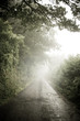 Misty Country Lane Misty Country Lane