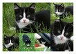 Babycat Collage