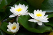White water lily