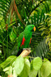 Beautiful parrot Beautiful parrot