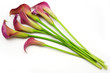 Pink callas