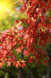 Red foliage Red foliage